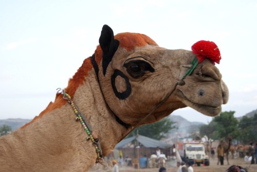 Camel beauty contest in Pushkar Camel Fair